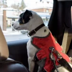 Taxi mit Haustieren - Hund bei einer Taxifahrt sicher mit Sicherheitsgurt im Auto befestigt