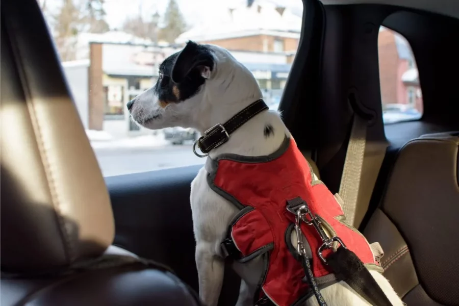 Taxi mit Haustieren - Hund bei einer Taxifahrt sicher mit Sicherheitsgurt im Auto befestigt